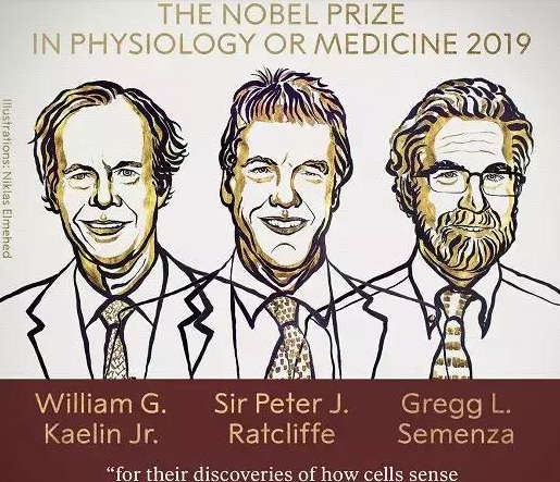 打破人类对吸氧的一无所知!英美3位科学家拿下诺奖